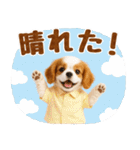 大人可愛いキャバリアで梅雨の気づかい敬語（個別スタンプ：16）