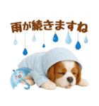 大人可愛いキャバリアで梅雨の気づかい敬語（個別スタンプ：21）