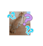 動くにゃん虎太郎（個別スタンプ：1）