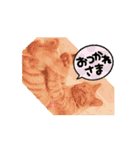動くにゃん虎太郎（個別スタンプ：4）