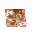 動くにゃん虎太郎（個別スタンプ：8）