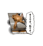 動くにゃん虎太郎（個別スタンプ：10）