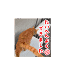 動くにゃん虎太郎（個別スタンプ：11）