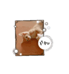動くにゃん虎太郎（個別スタンプ：12）