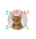 動くにゃん虎太郎（個別スタンプ：14）