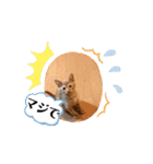 動くにゃん虎太郎（個別スタンプ：15）