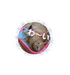 動くにゃん虎太郎（個別スタンプ：16）