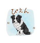 ゆるかわボーダー・コリーの日常（個別スタンプ：4）
