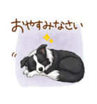 ゆるかわボーダー・コリーの日常（個別スタンプ：5）