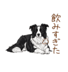 ゆるかわボーダー・コリーの日常（個別スタンプ：7）