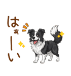 ゆるかわボーダー・コリーの日常（個別スタンプ：9）