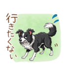 ゆるかわボーダー・コリーの日常（個別スタンプ：12）