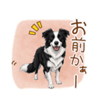 ゆるかわボーダー・コリーの日常（個別スタンプ：13）