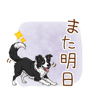 ゆるかわボーダー・コリーの日常（個別スタンプ：14）