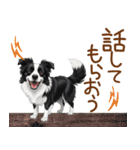 ゆるかわボーダー・コリーの日常（個別スタンプ：17）