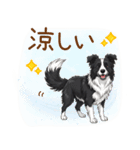 ゆるかわボーダー・コリーの日常（個別スタンプ：23）