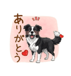 ゆるかわボーダー・コリーの日常（個別スタンプ：24）