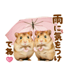 梅雨初夏♡ハムスター（個別スタンプ：3）