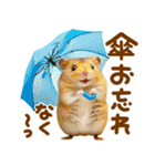 梅雨初夏♡ハムスター（個別スタンプ：7）