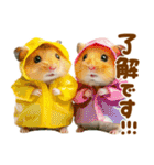 梅雨初夏♡ハムスター（個別スタンプ：15）