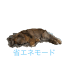 こめぽよ（個別スタンプ：2）