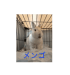 こめぽよ（個別スタンプ：16）