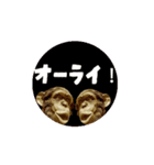 よく使う言葉チンパン（個別スタンプ：7）