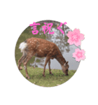 大和言葉のスタンプ（個別スタンプ：7）