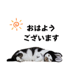 うちの猫#6（個別スタンプ：1）