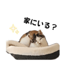 うちの猫#6（個別スタンプ：5）