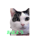 もなかのもんちゃん2.5（個別スタンプ：8）