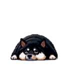 無言で伝える太っちょ黒柴2（個別スタンプ：9）