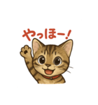 にゃにゃにゃんはキジトラ（個別スタンプ：1）