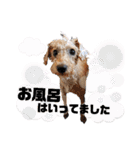 シュナプーむぎのスタンプ2（個別スタンプ：38）
