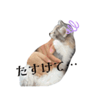 あすねこのスタンプ4（個別スタンプ：1）