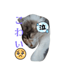 あすねこのスタンプ4（個別スタンプ：2）