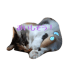 あすねこのスタンプ4（個別スタンプ：3）
