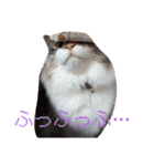あすねこのスタンプ4（個別スタンプ：4）