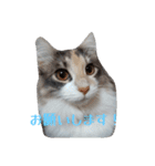 あすねこのスタンプ4（個別スタンプ：5）