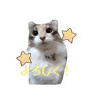あすねこのスタンプ4（個別スタンプ：6）