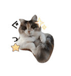 あすねこのスタンプ4（個別スタンプ：9）