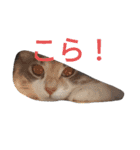 あすねこのスタンプ4（個別スタンプ：11）
