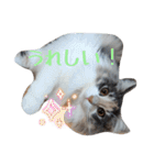 あすねこのスタンプ4（個別スタンプ：13）