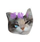 あすねこのスタンプ4（個別スタンプ：14）