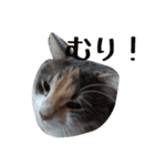 あすねこのスタンプ4（個別スタンプ：15）