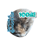 あすねこのスタンプ4（個別スタンプ：17）