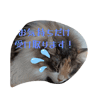 あすねこのスタンプ4（個別スタンプ：18）