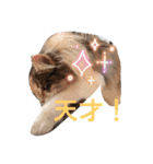 あすねこのスタンプ4（個別スタンプ：19）