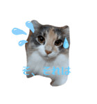 あすねこのスタンプ4（個別スタンプ：21）