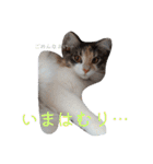 あすねこのスタンプ4（個別スタンプ：23）
